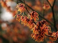 Hamamelis Jelena 2016 01 23 9194